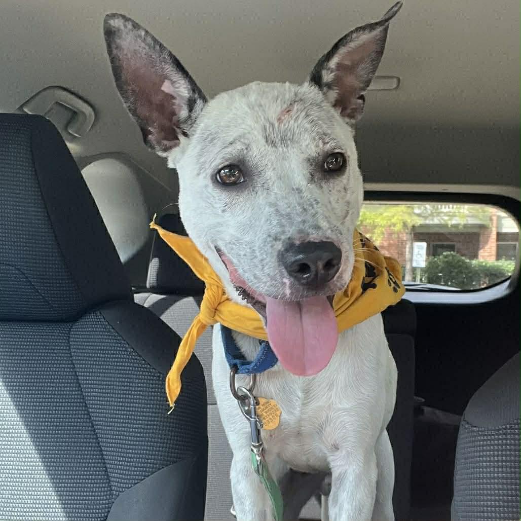 Enlarge Posty, a Adoptable Australian Cattle Dog / Blue Heeler in Bradenton, FL image 5/6