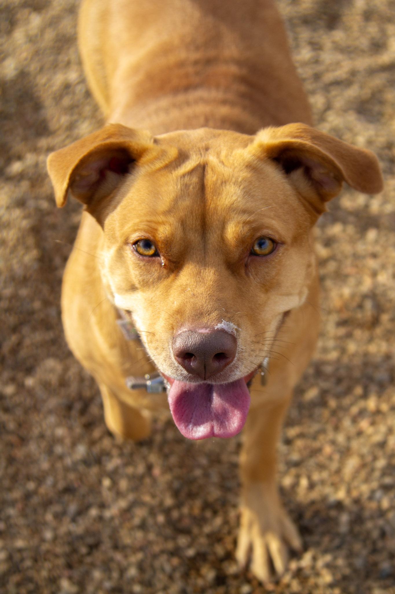 Bean "Beanie" (Bonded with Shiva)