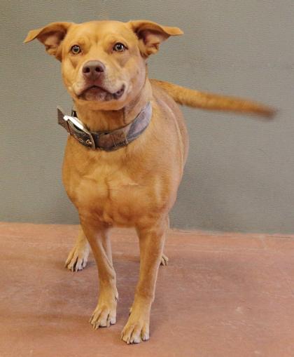 Bean "Beanie" (Bonded with Shiva) — thumbnail 2