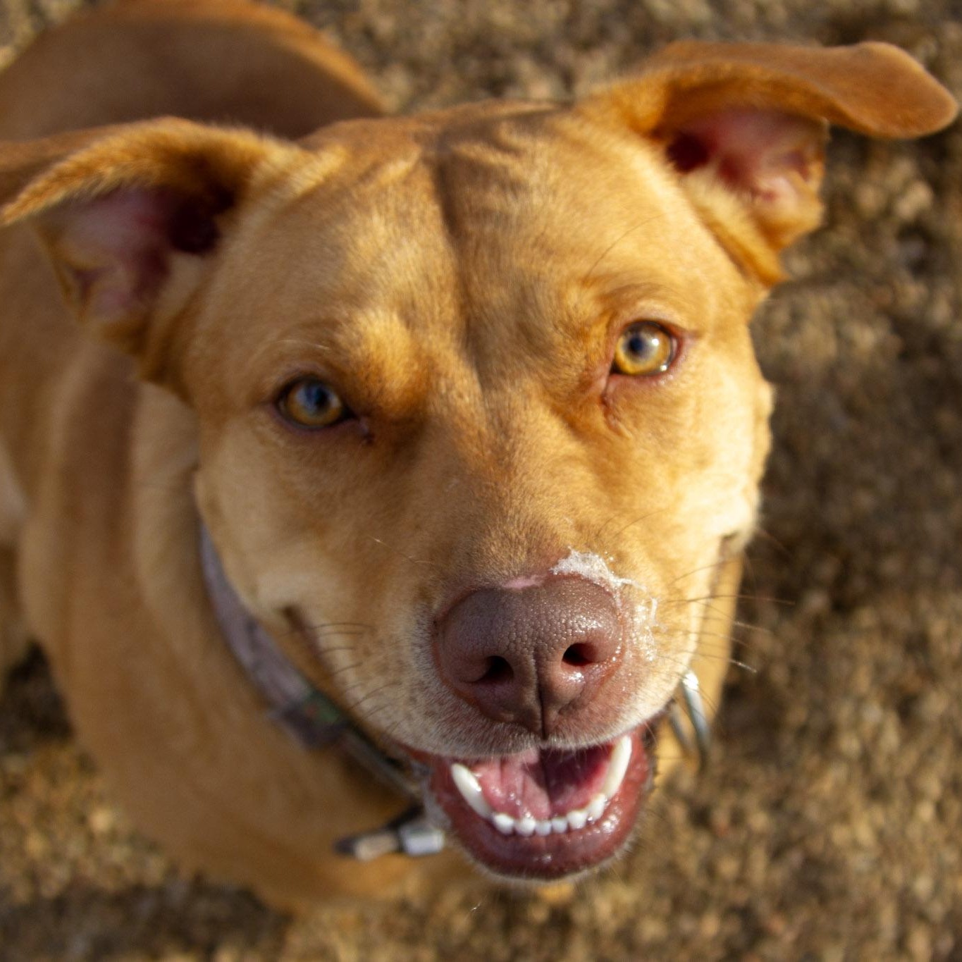Bean "Beanie" (Bonded with Shiva), ADOPTABLE, Adult Female Terrier.