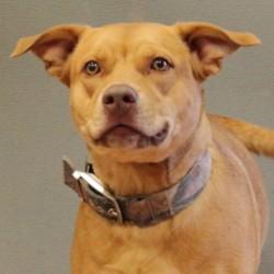 Bean "Beanie" (Bonded with Shiva) — thumbnail 4