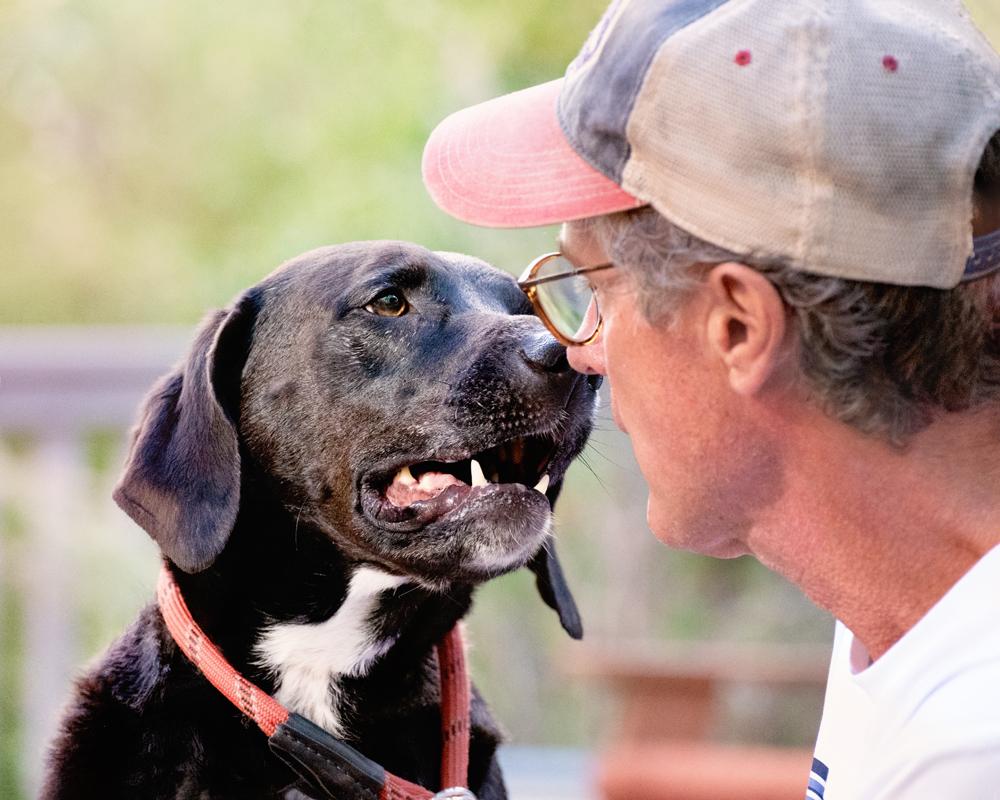 Enlarge Finn - sweet boy, a Adoptable Black Labrador Retriever in Boulder, CO image 3/6