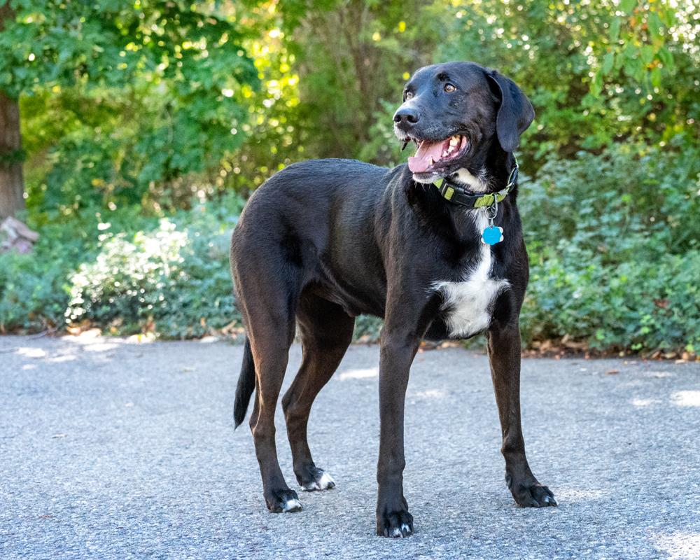 Enlarge Finn - sweet boy, a Adoptable Black Labrador Retriever in Boulder, CO image 4/6