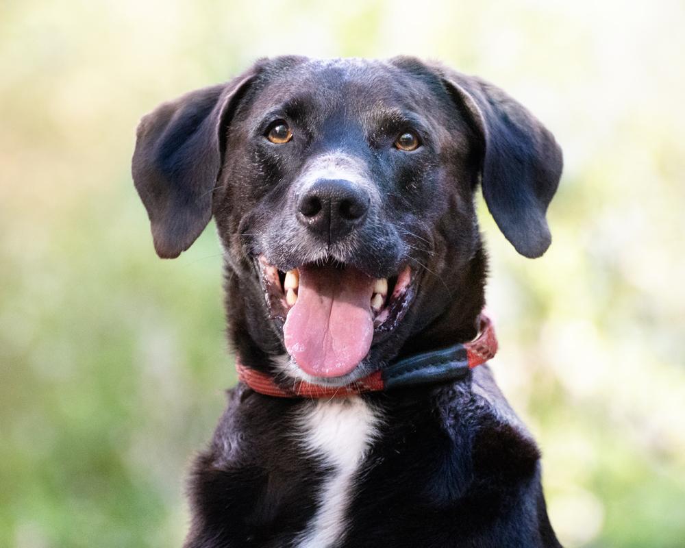 Finn - sweet boy, Adoptable, Senior Male Black Labrador Retriever.
