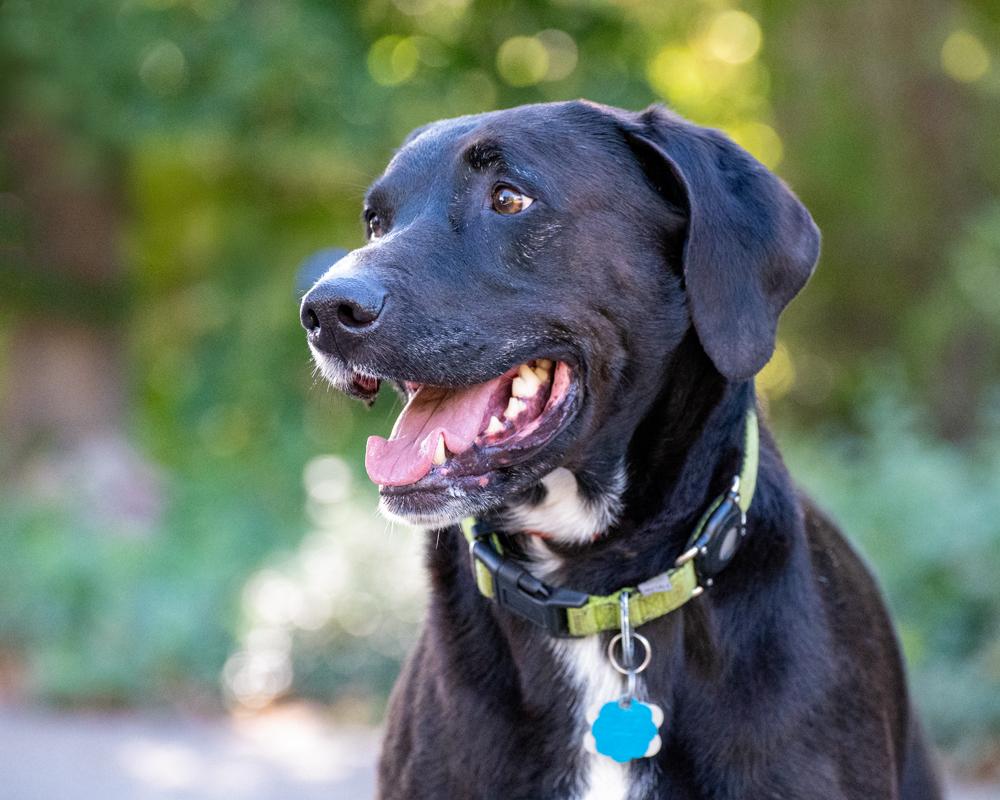 Enlarge Finn - sweet boy, a Adoptable Black Labrador Retriever in Boulder, CO image 6/6