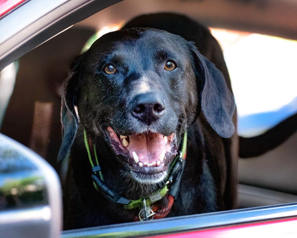Enlarge Finn - sweet boy, a Adoptable Black Labrador Retriever in Boulder, CO image 5/6