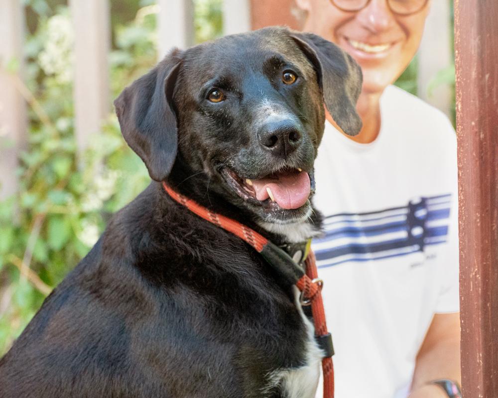 Enlarge Finn - sweet boy, a Adoptable Black Labrador Retriever in Boulder, CO image 2/6
