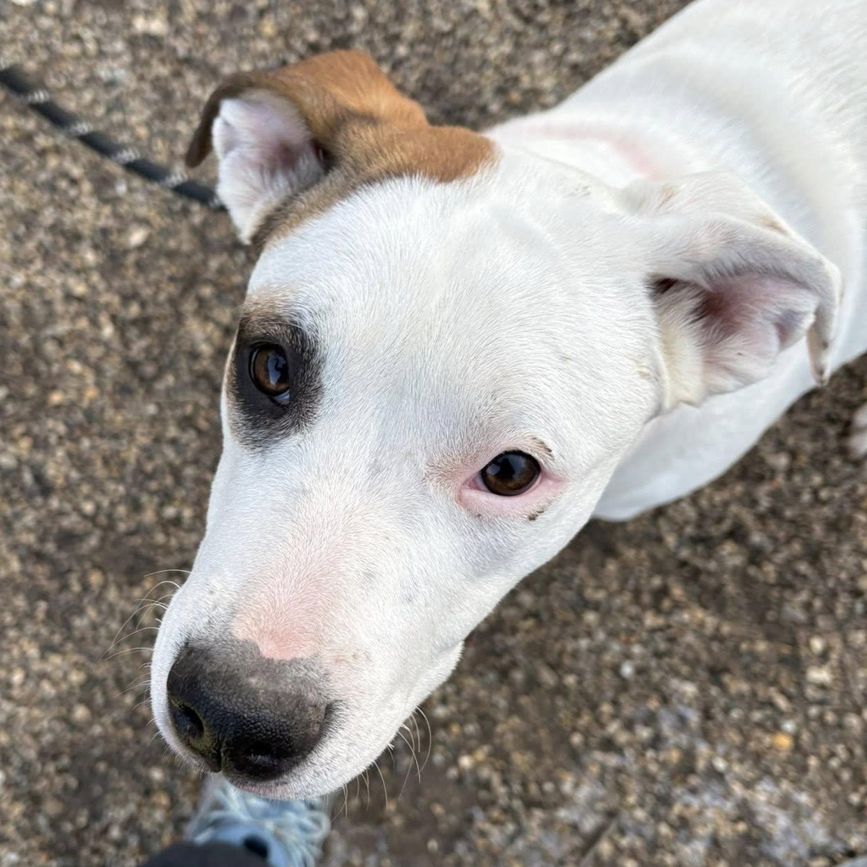 Wynter, Adoptable, Young Female Pit Bull Terrier & Labrador Retriever.