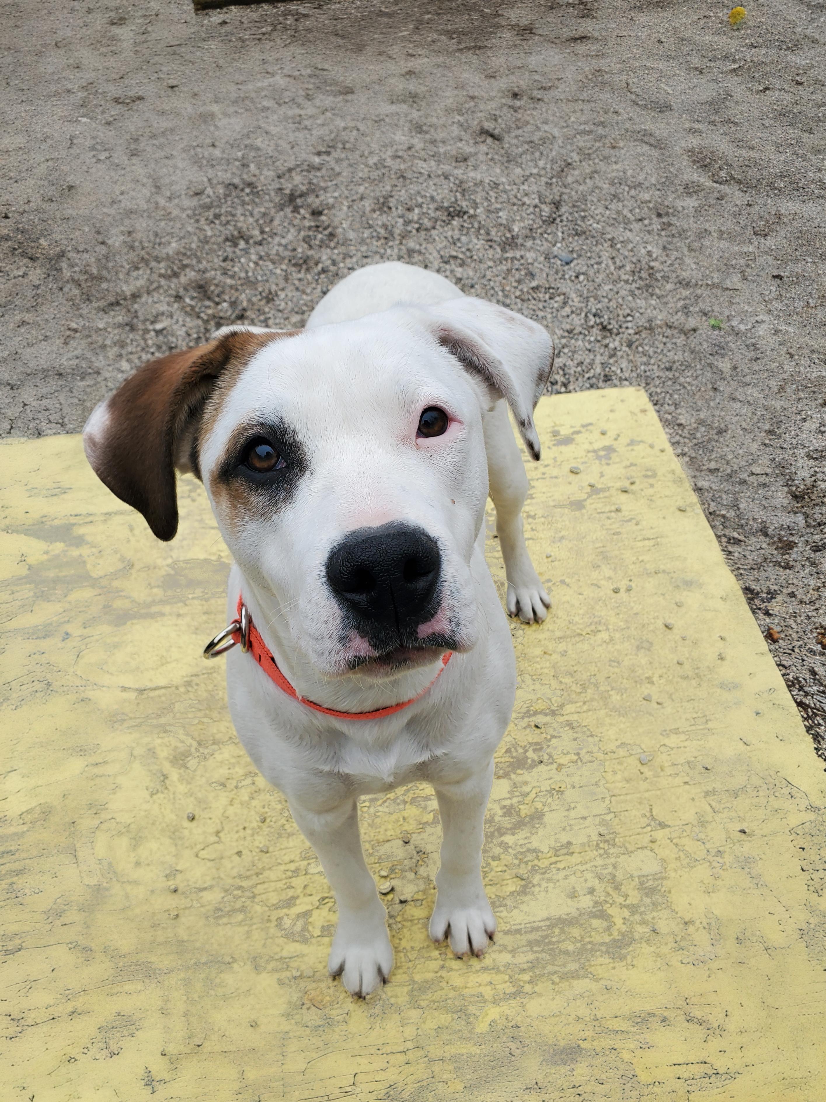 Wynter, Adoptable, Young Female Pit Bull Terrier & Labrador Retriever.