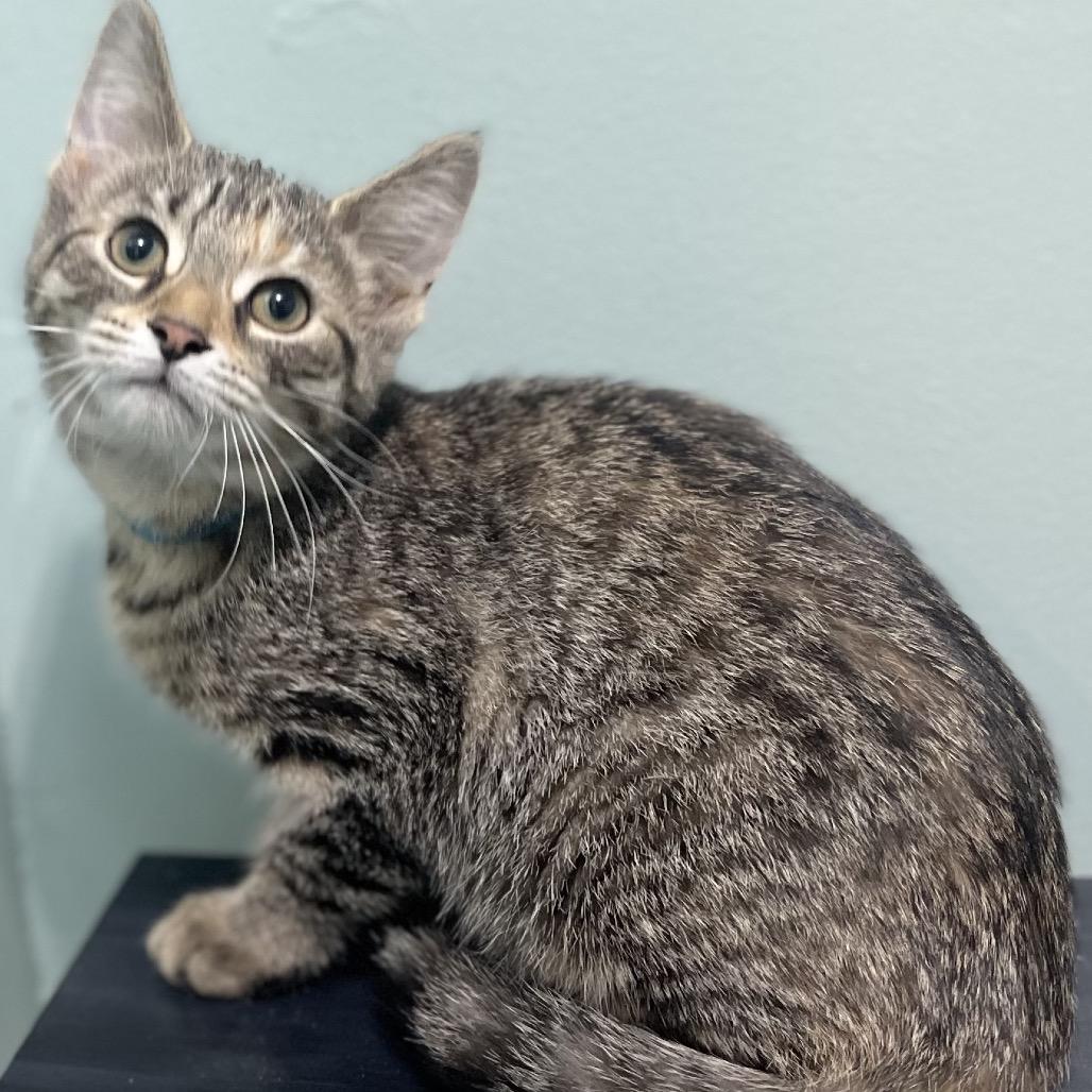 Nimbus 46C25, Adoptable, Young Female Domestic Short Hair.