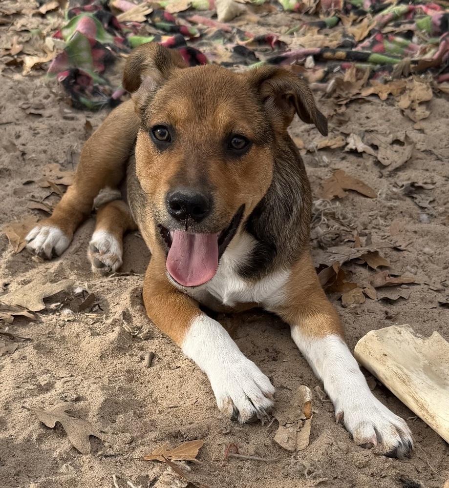Enlarge Zora, a Adoptable mixed breed in Seguin, TX image 1/2