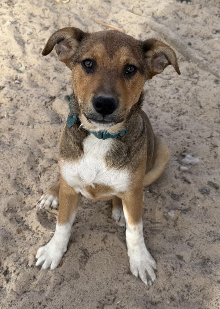 Enlarge Zora, a Adoptable mixed breed in Seguin, TX image 2/3