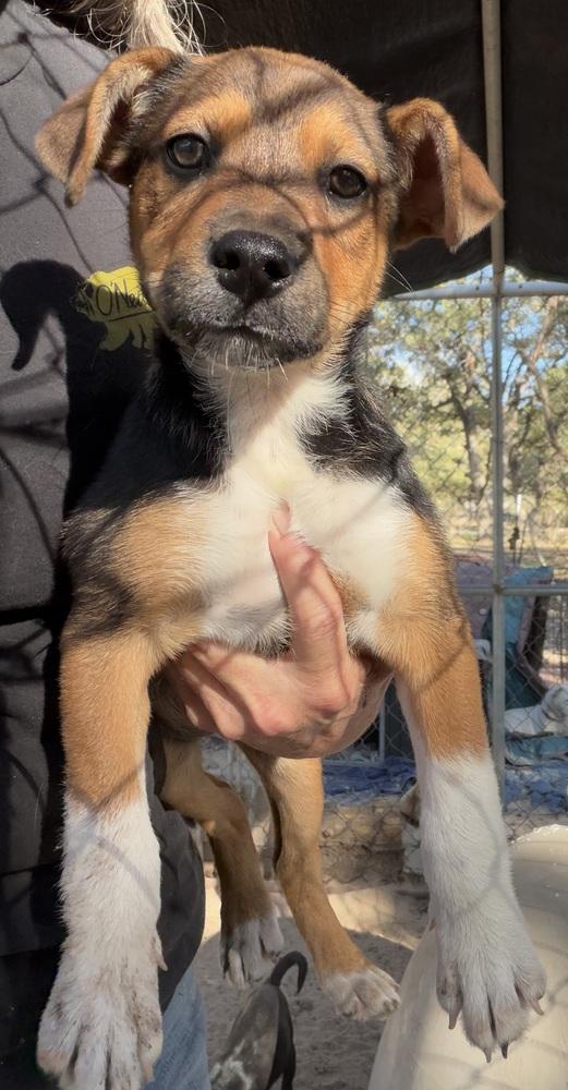 Enlarge Zora, a Adoptable mixed breed in Seguin, TX image 2/2