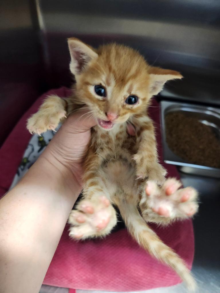 Simba, Adoptable, Kitten Male Domestic Short Hair.