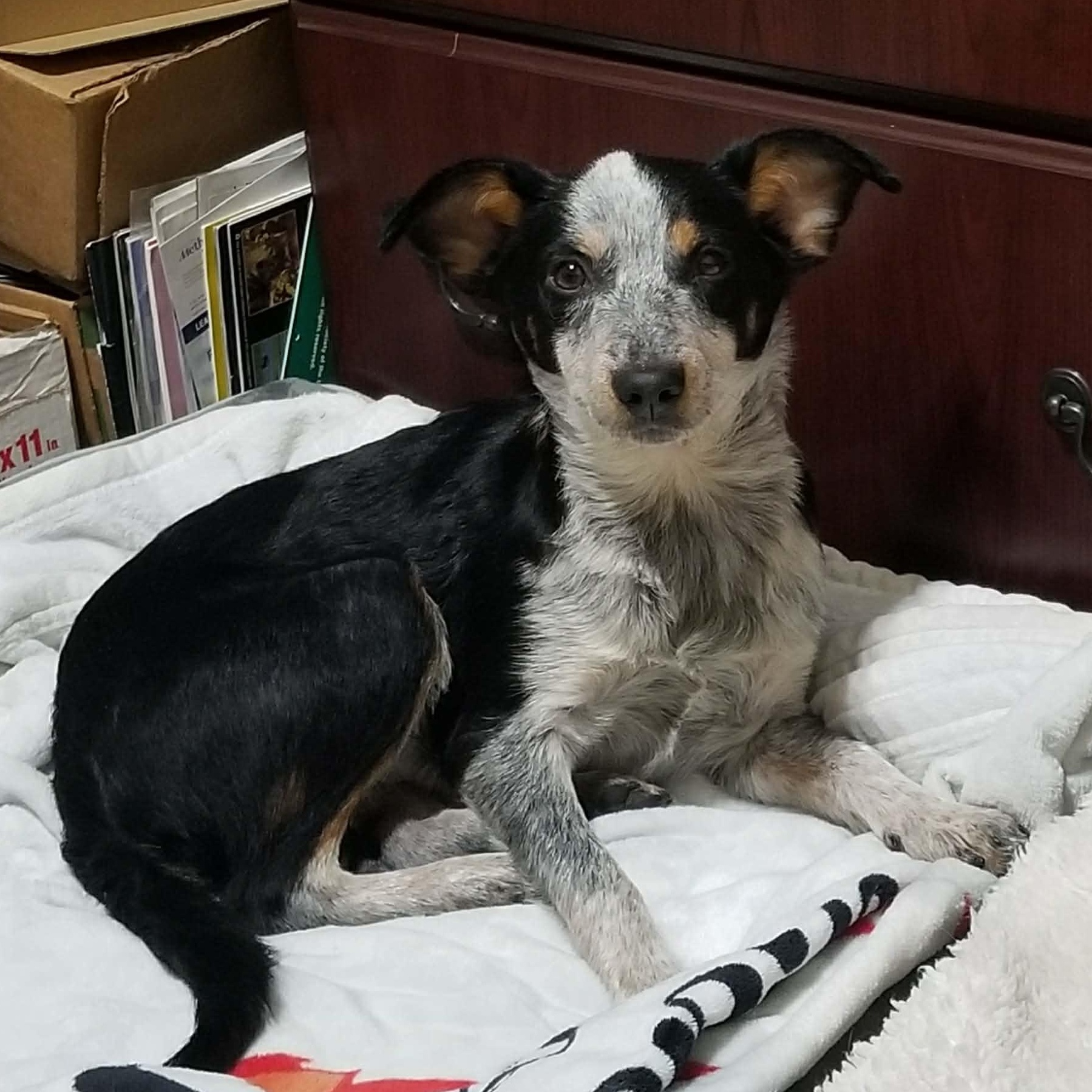Enlarge Lily, an adoptable mixed breed in Bozeman, MT image 3/6