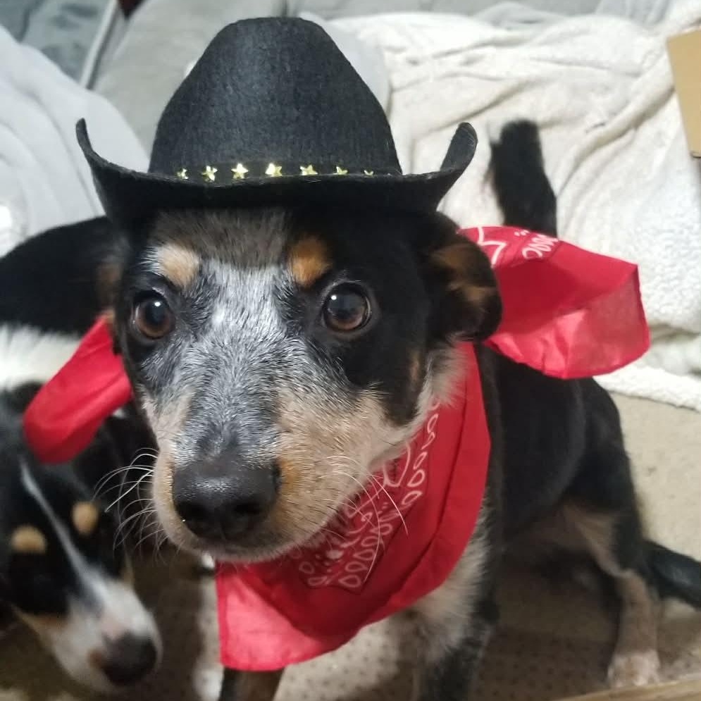 Enlarge Lily, an adoptable mixed breed in Bozeman, MT image 4/6