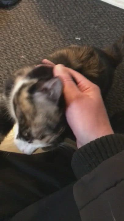 Enlarge Mabel, a Adopted Calico in Butler, PA video 6/11