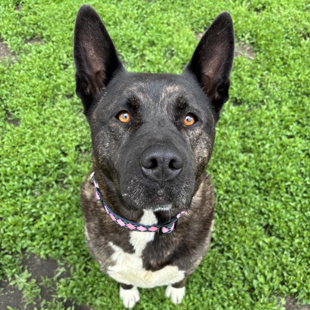 Enlarge Nomi, a Adoptable mixed breed in Wadena, MN image 1/4