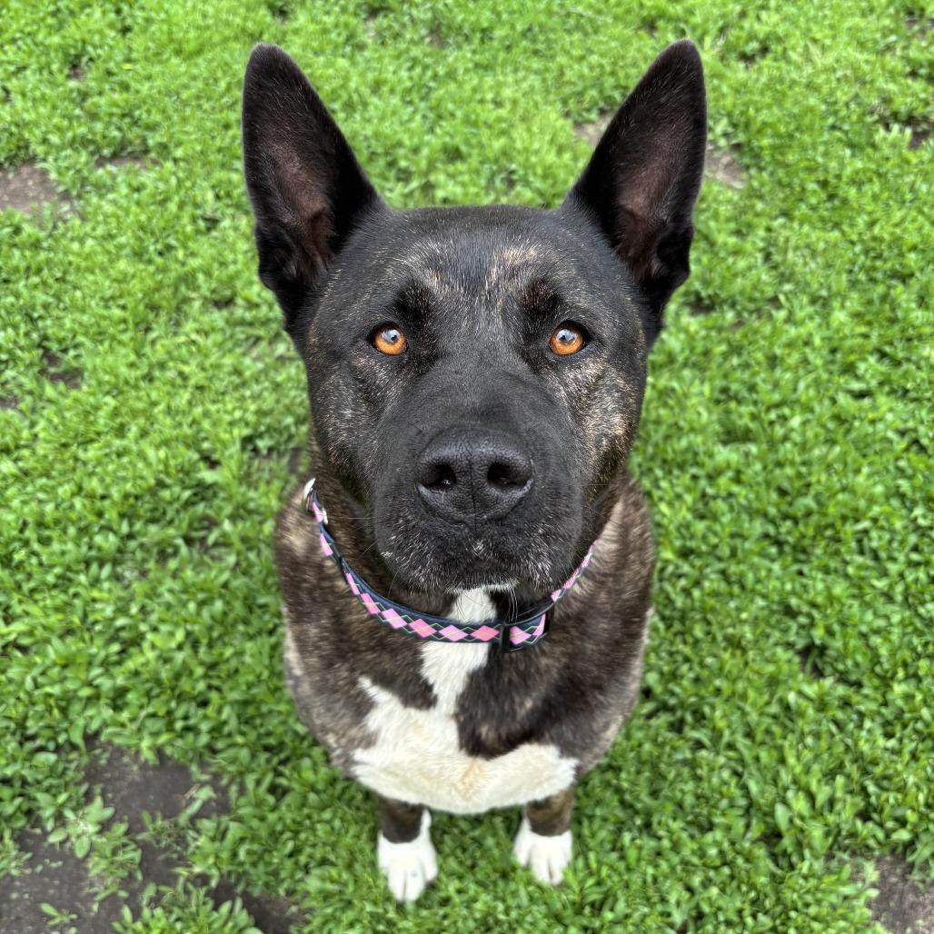 Enlarge Nomi, a Adoptable mixed breed in Wadena, MN image 2/4