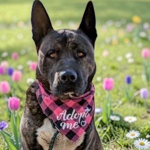 Enlarge Nomi, a Adoptable mixed breed in Wadena, MN image 3/4