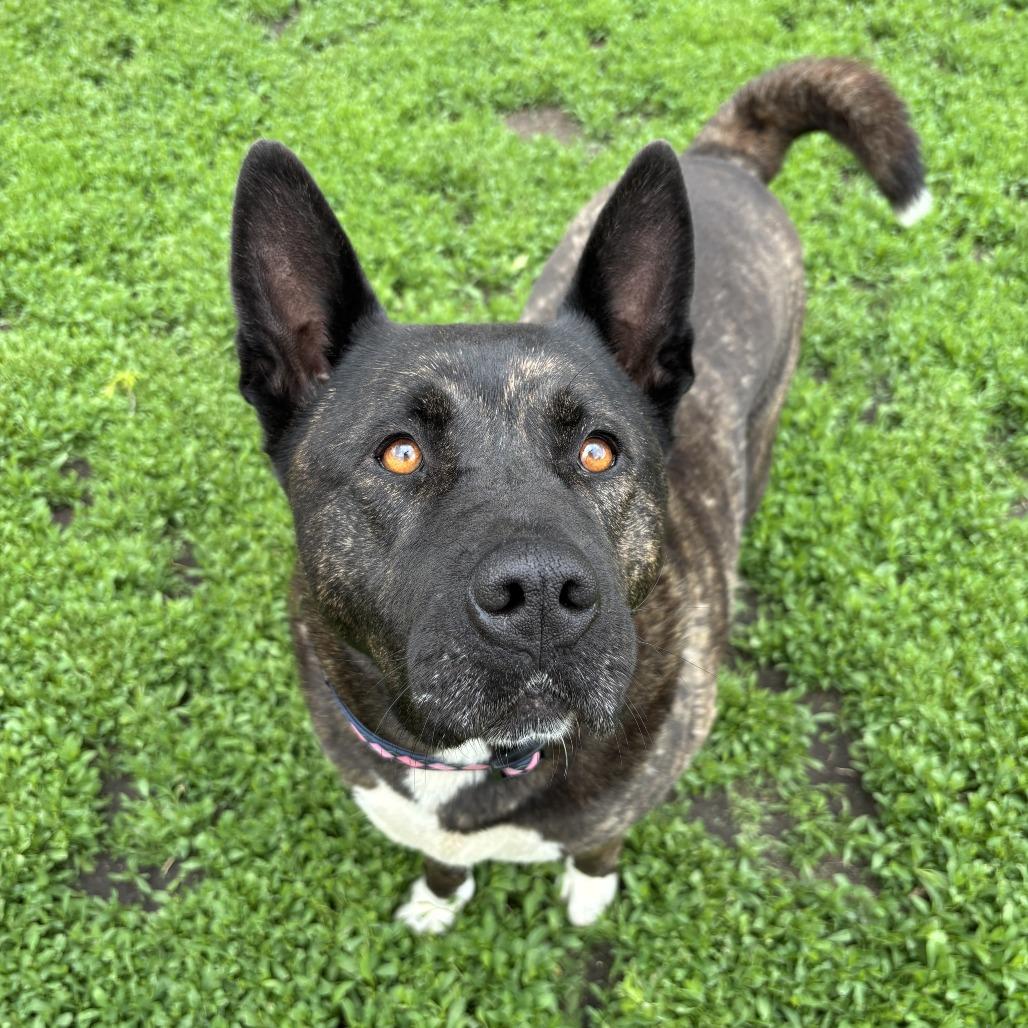 Enlarge Nomi, a Adoptable mixed breed in Wadena, MN image 4/4