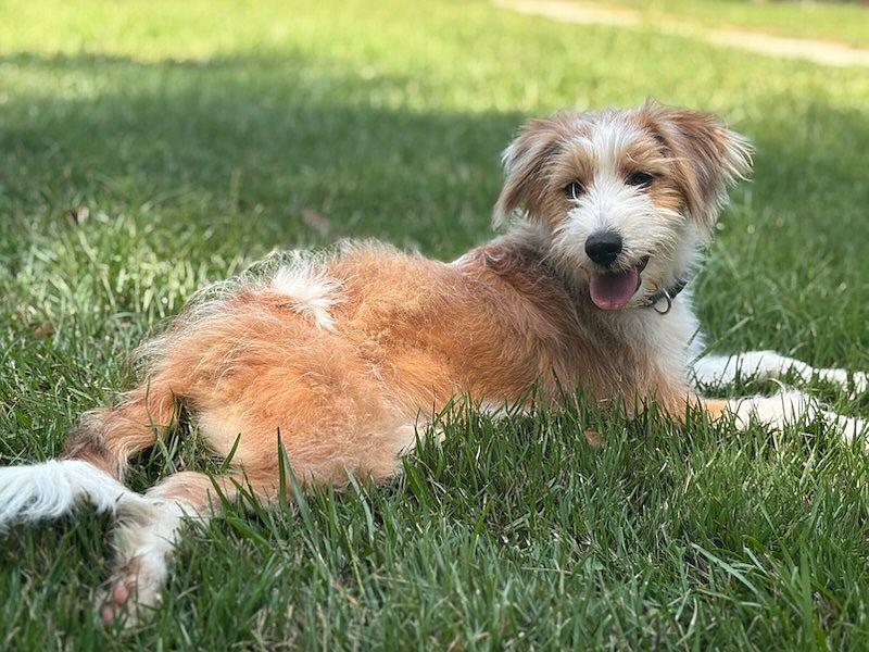 Daisy, a Adopted mixed breed in Monticello, MS image 2/3