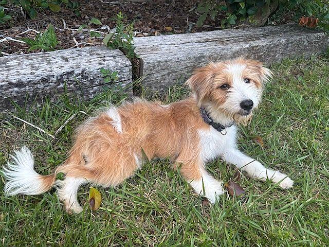 Daisy, a Adopted mixed breed in Monticello, MS image 3/3