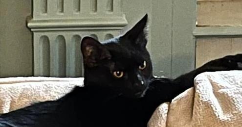 Josie, Adoptable, Young Female Domestic Short Hair.