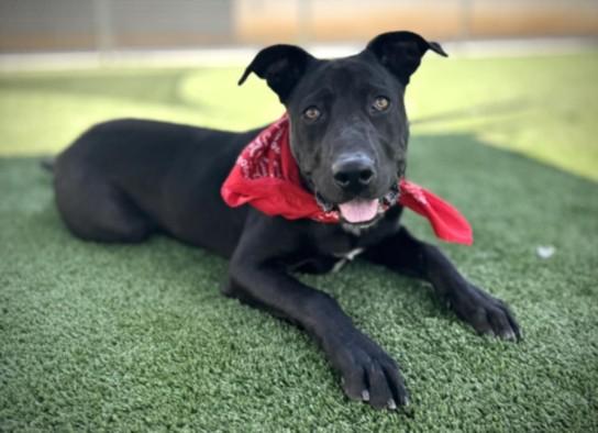 Enlarge TROY, a Adoptable mixed breed in San Pedro, CA image 1/2