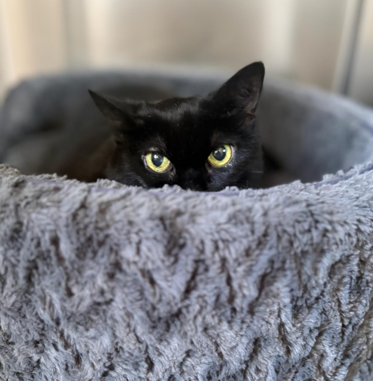 Primm, adoptable, Senior Female Domestic Short Hair.