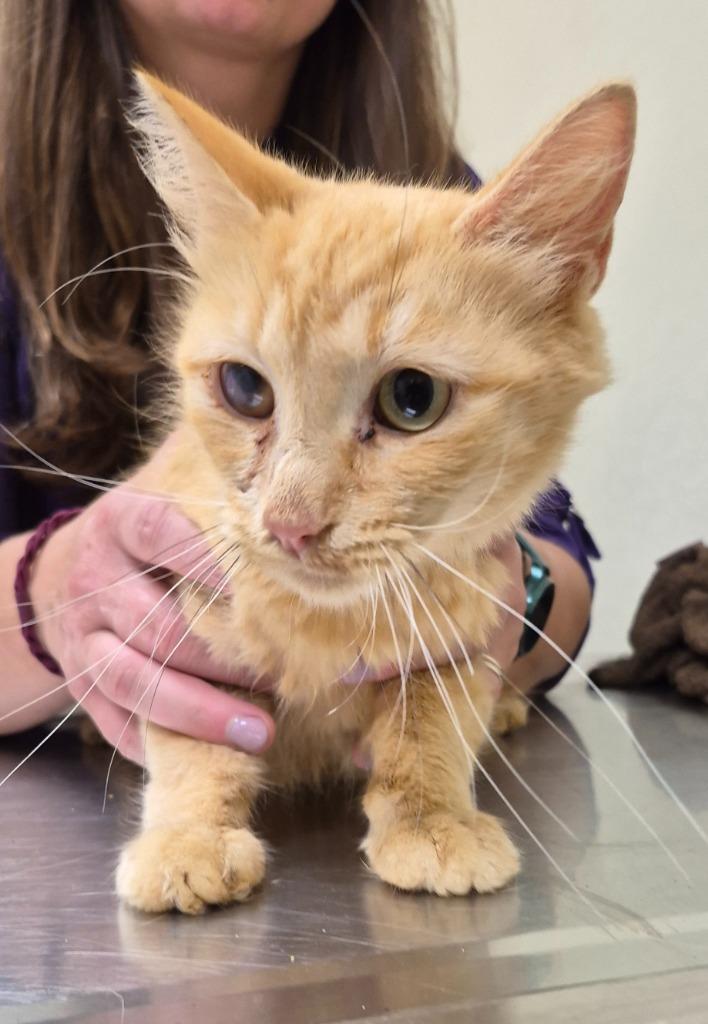 Enlarge Cattywampus, a Adoptable mixed breed in Christiansburg, VA image 1/1