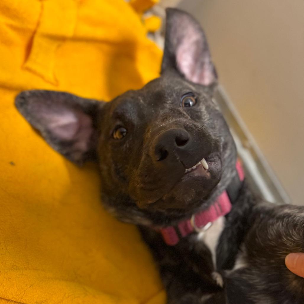 Enlarge Posie, a Adoptable Mixed Breed in Middlebury, VT image 3/6