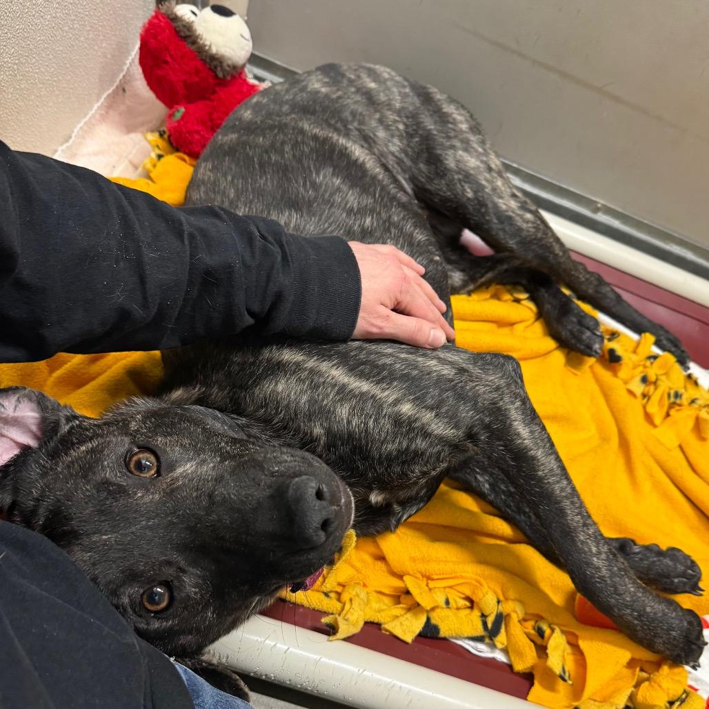 Enlarge Posie, a Adoptable Mixed Breed in Middlebury, VT image 4/6