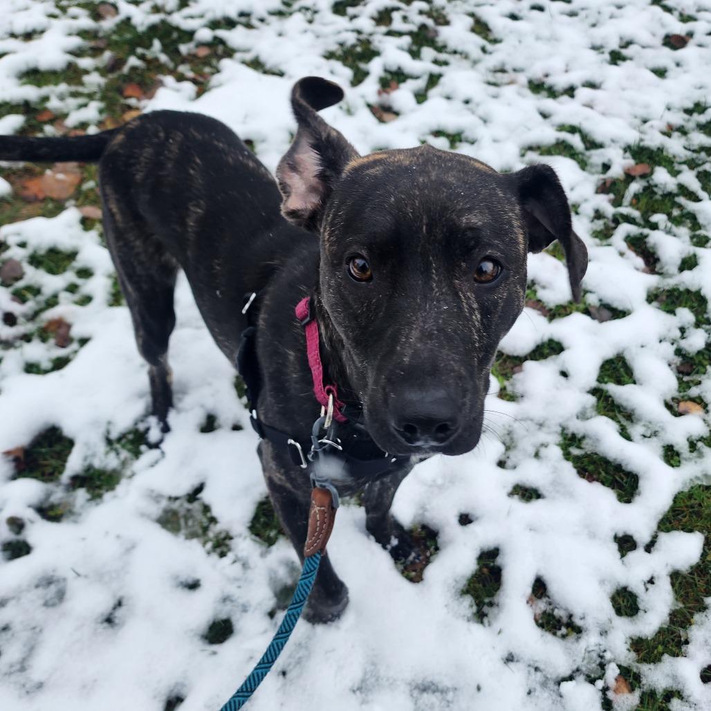 Enlarge Posie, a Adoptable Mixed Breed in Middlebury, VT image 5/6