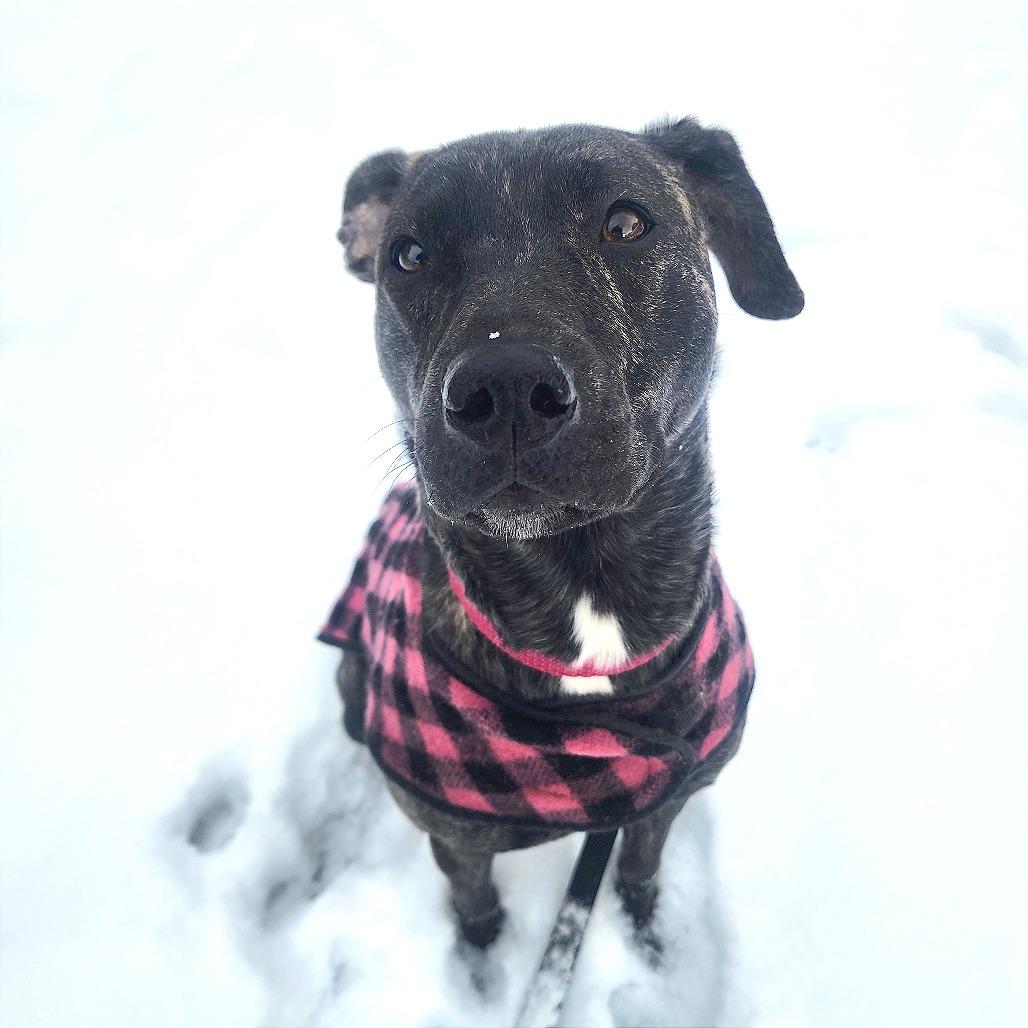 Enlarge Posie, a Adoptable Mixed Breed in Middlebury, VT image 6/6