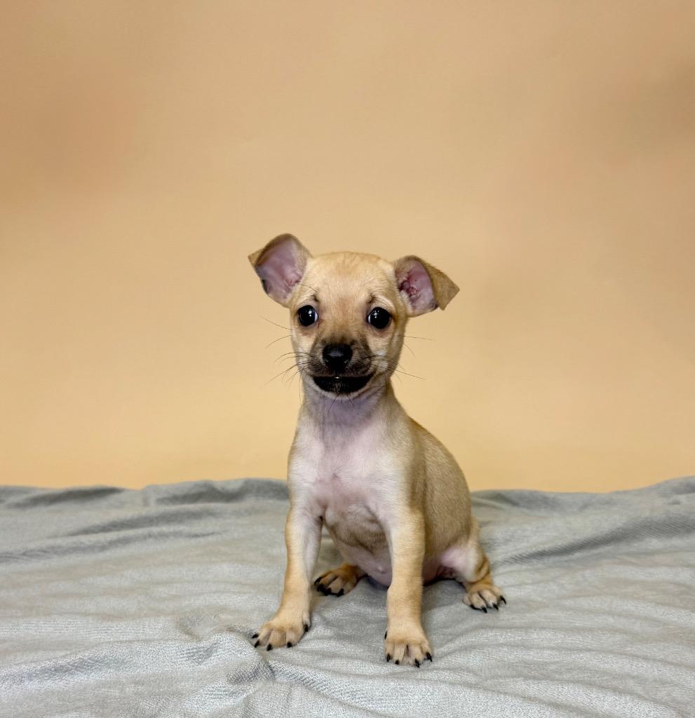 Judy Hopps, Adoptable, Puppy Female Chihuahua.