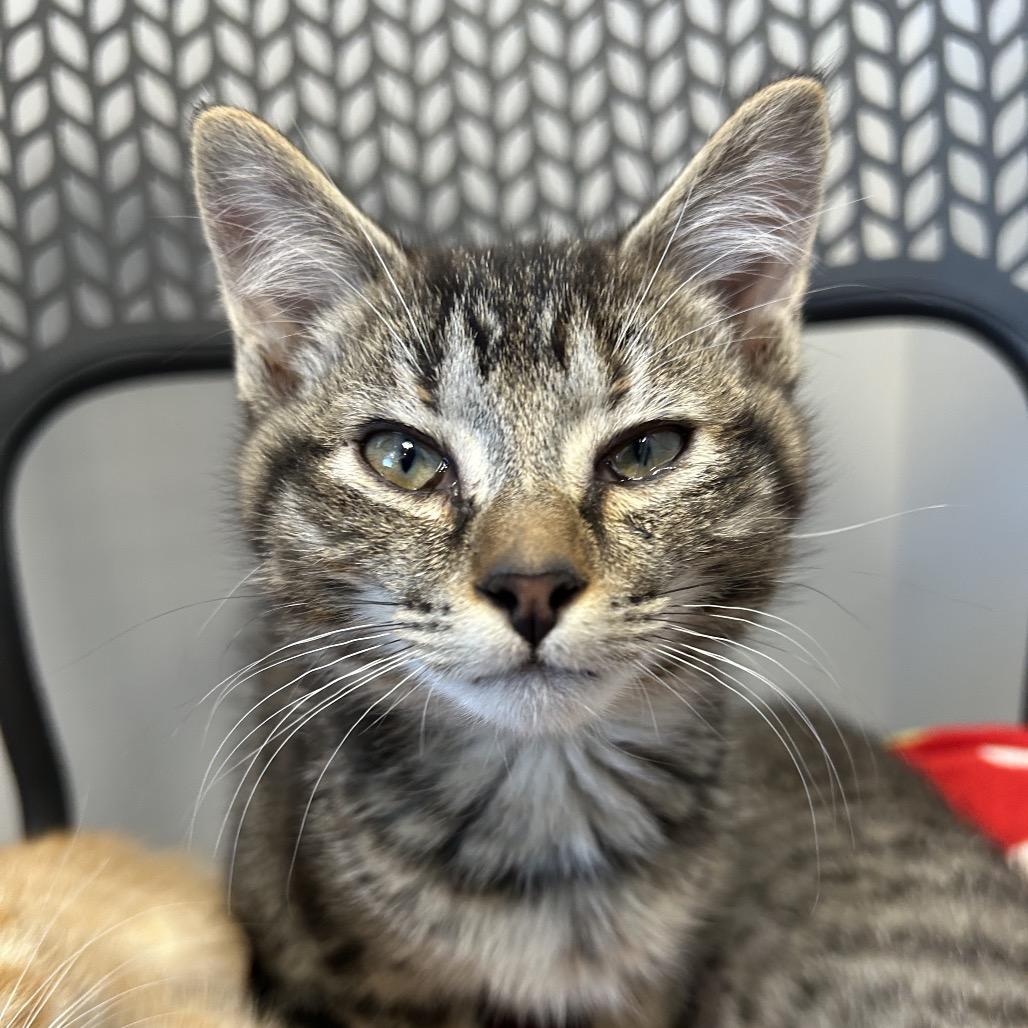 Goodman, Adoptable, Kitten Female Domestic Short Hair.