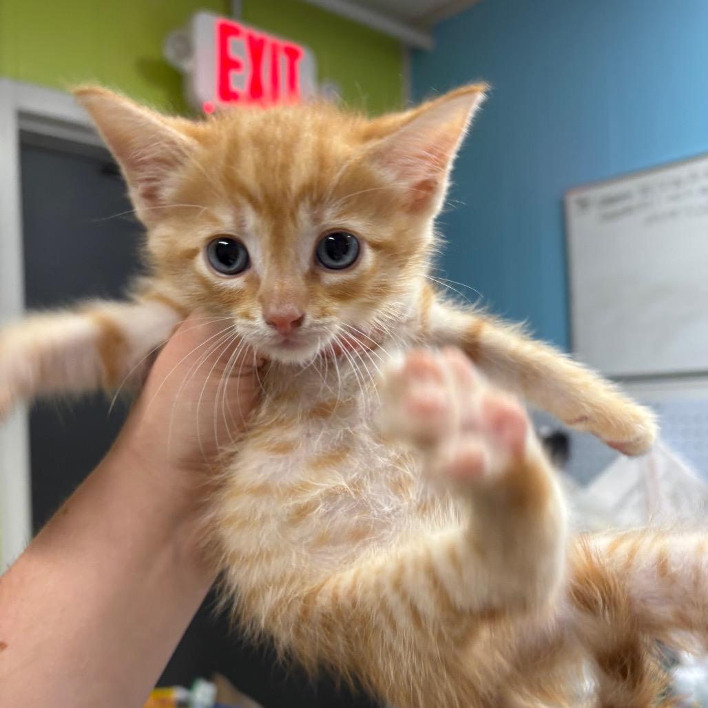 Enlarge Sunny D, a Adoptable Domestic Short Hair in Morganton, NC image 1/2