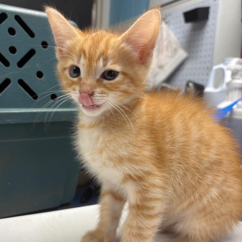 Enlarge Sunny D, a Adoptable Domestic Short Hair in Morganton, NC image 2/2