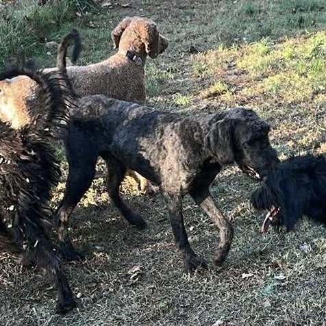 CJ, a Adopted Labradoodle in Big Rock, TN image 3/4