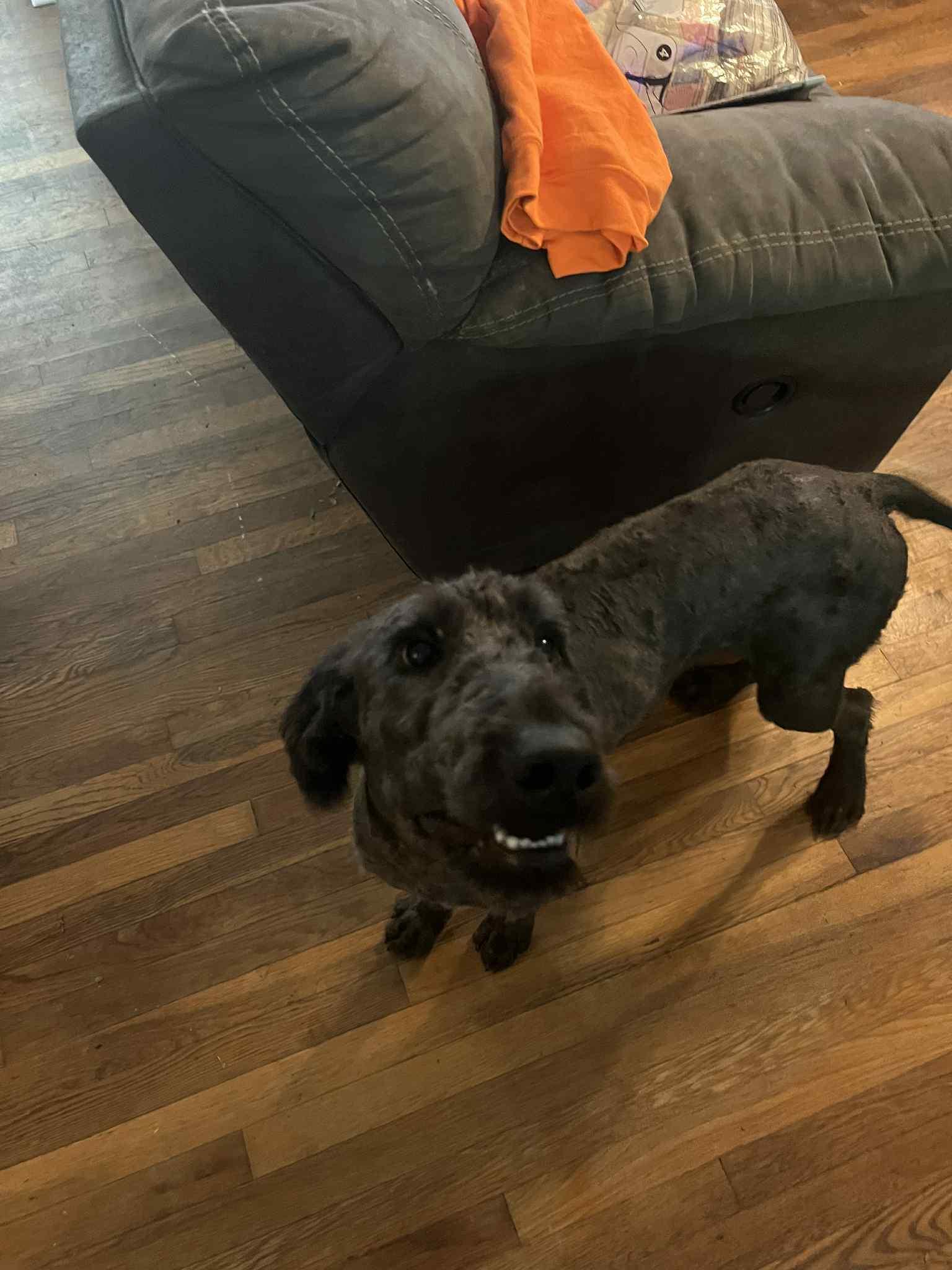 CJ, a Adopted Labradoodle in Big Rock, TN image 2/4