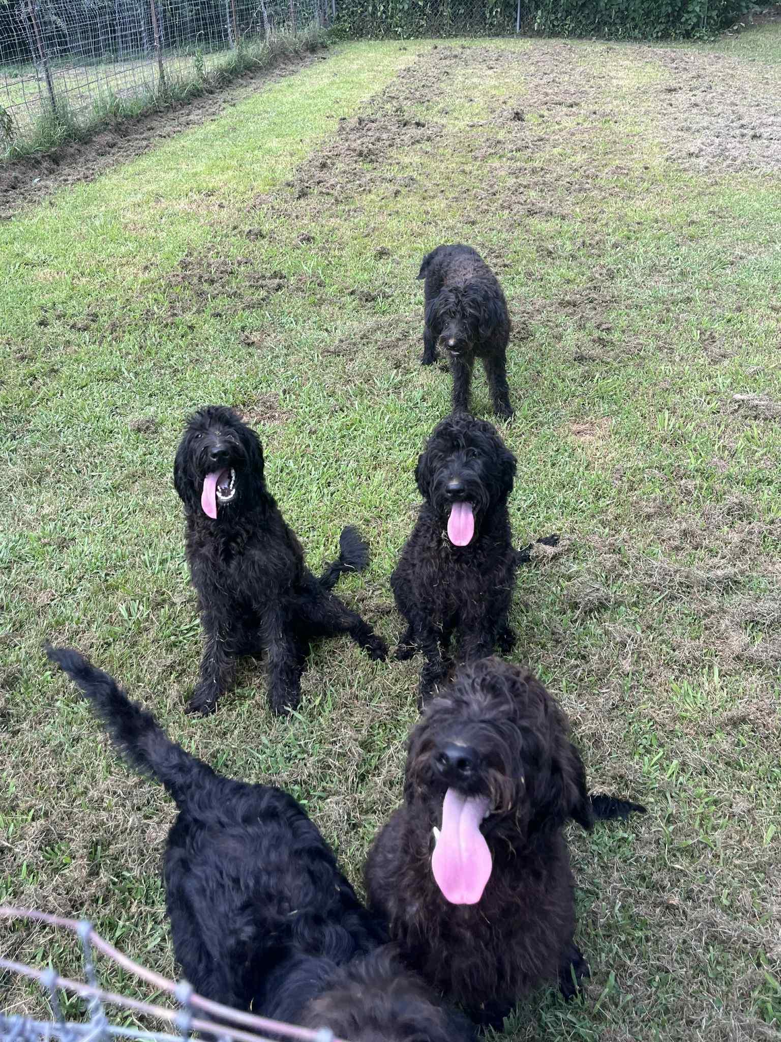 CJ, a Adopted Labradoodle in Big Rock, TN image 4/4