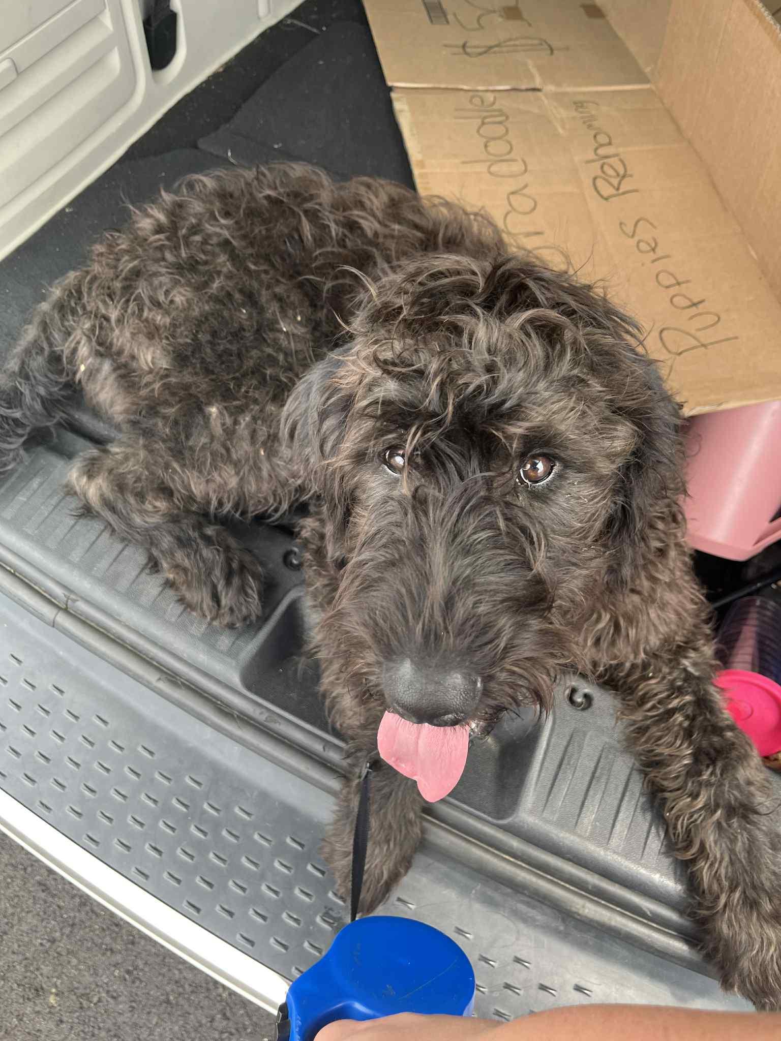 CJ, a Adopted Labradoodle in Big Rock, TN image 1/4