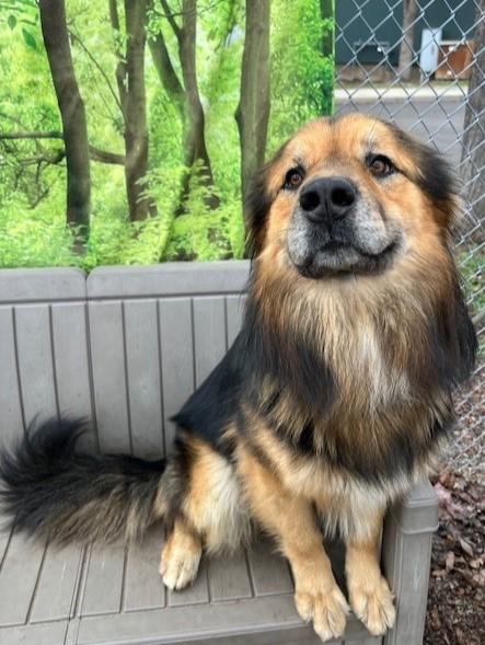 Enlarge Wookiee, a Adoptable mixed breed in Phoenix, OR image 5/5