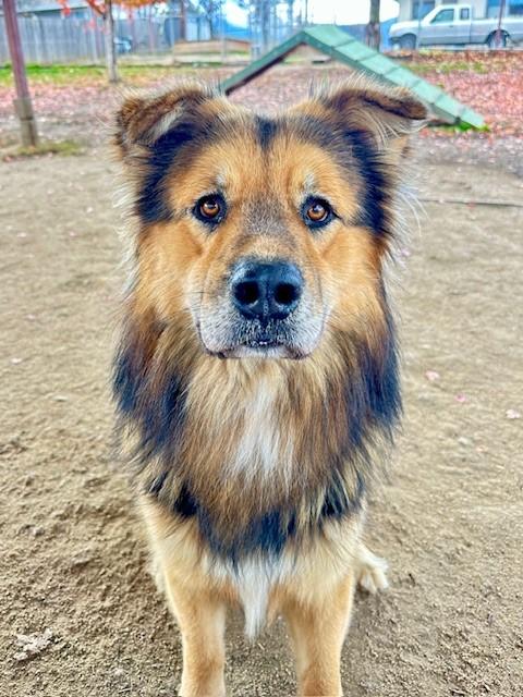 Wookiee, a Adoptable mixed breed in Phoenix, OR image 2/3