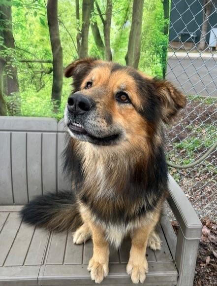 Enlarge Wookiee, a Adoptable mixed breed in Phoenix, OR image 4/5