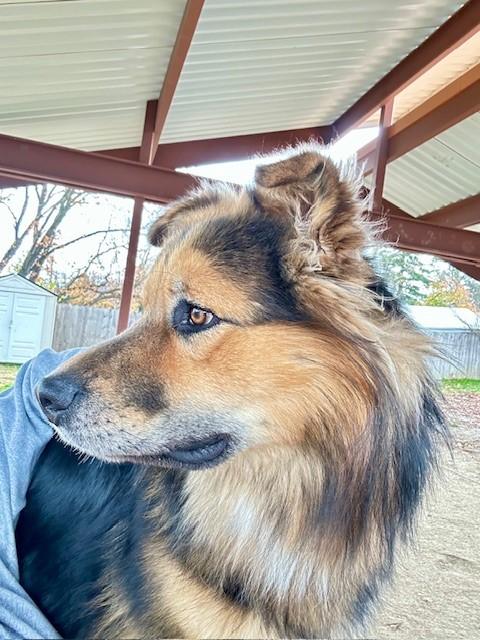 Wookiee, a Adoptable mixed breed in Phoenix, OR image 3/3