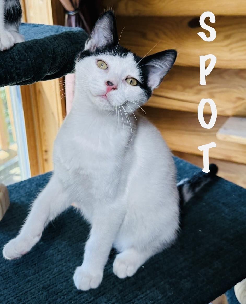 Spot & Stripe photo 3