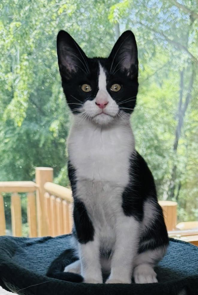 Spot & Stripe photo 4