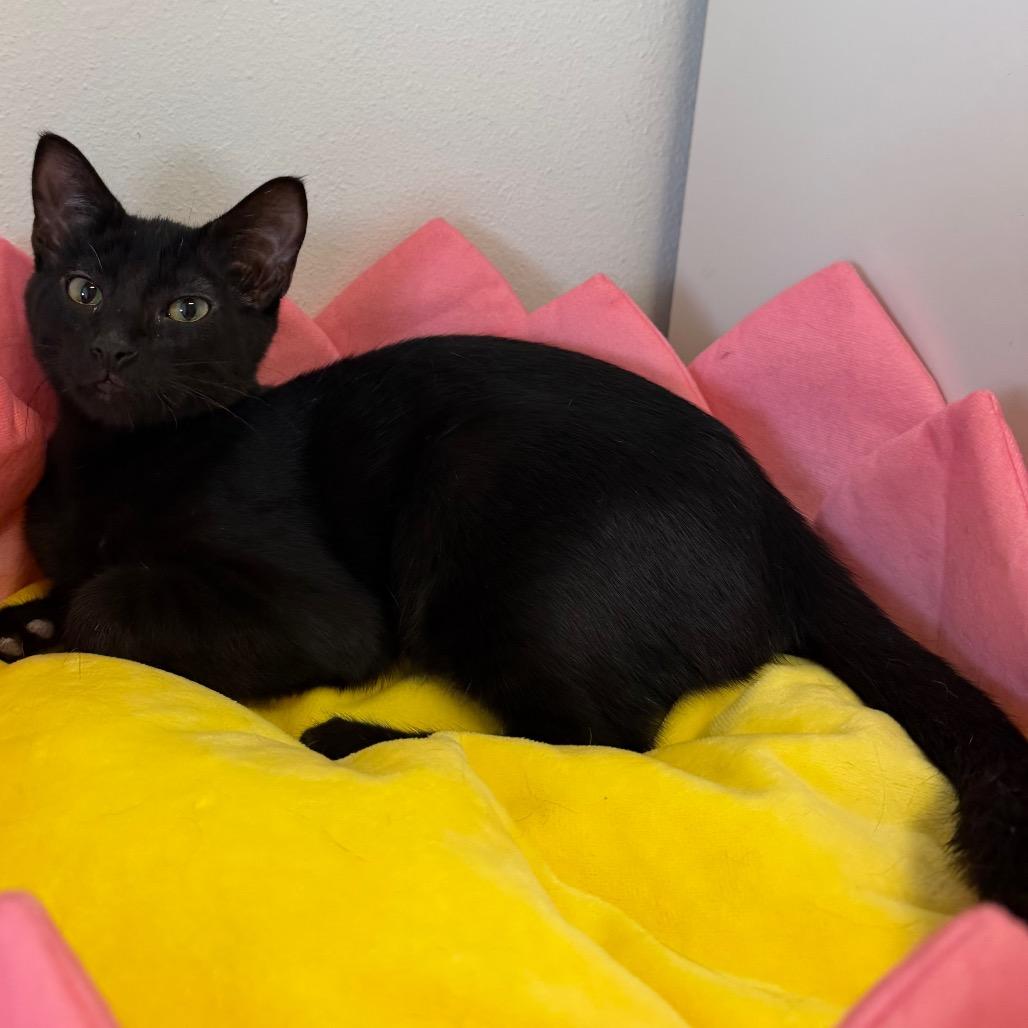 Nick, Adoptable, Young Male Domestic Medium Hair.